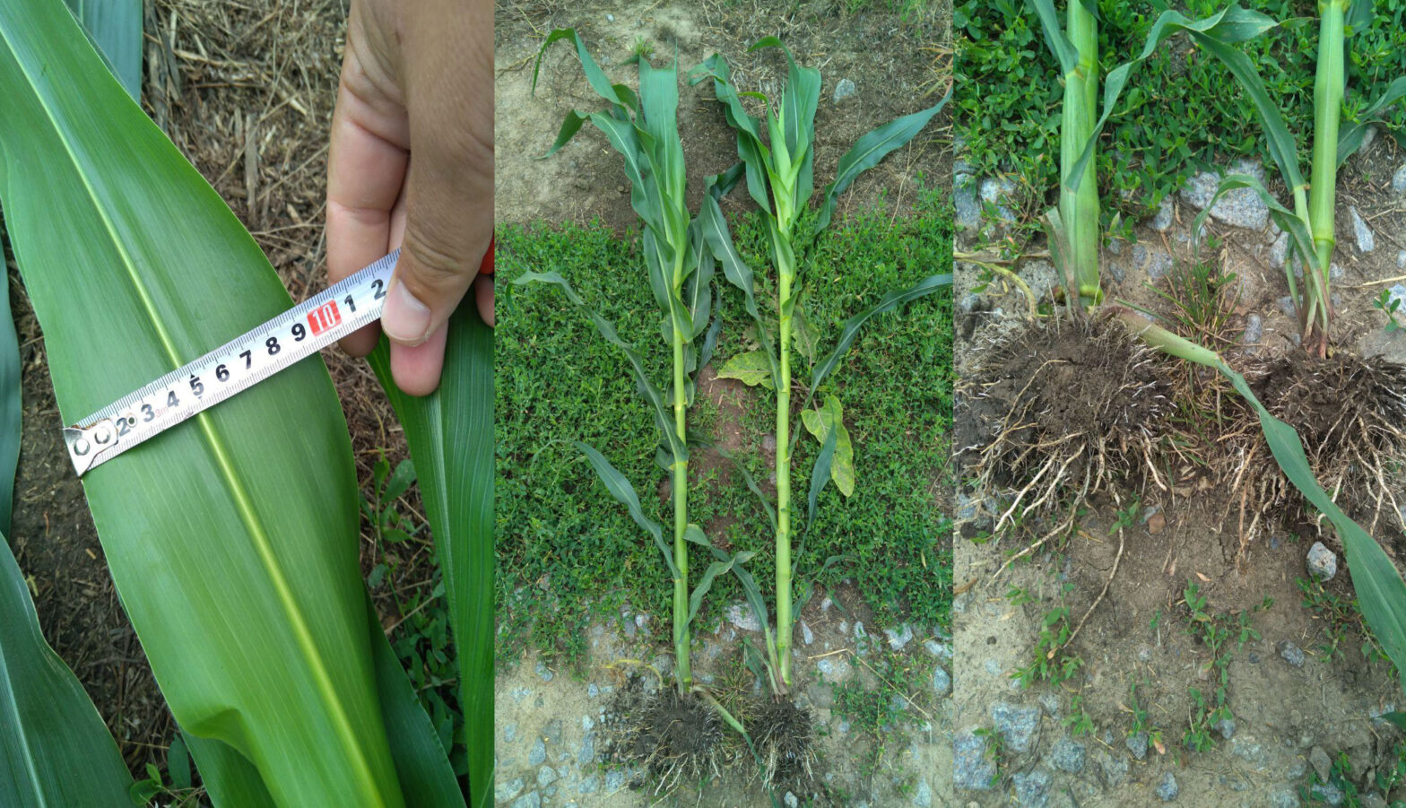 Дослідна ділянка  Хмельницька область, місто Деражня, ФГ «Мідас ПТА»